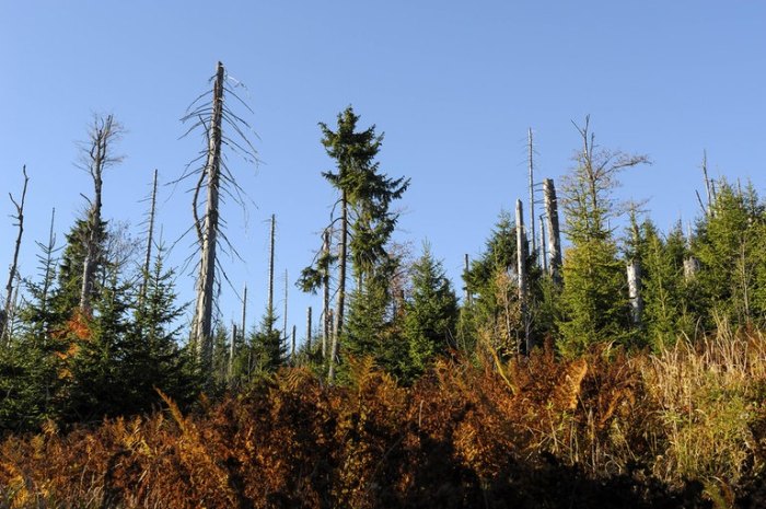 Waldschäden erkennen