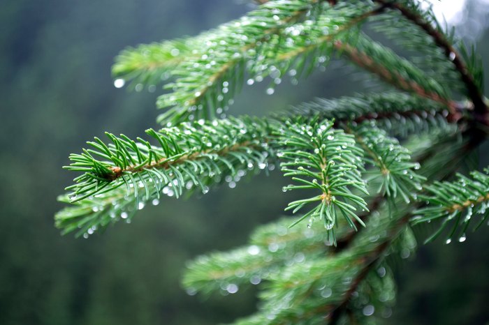 Waldschäden erkennen