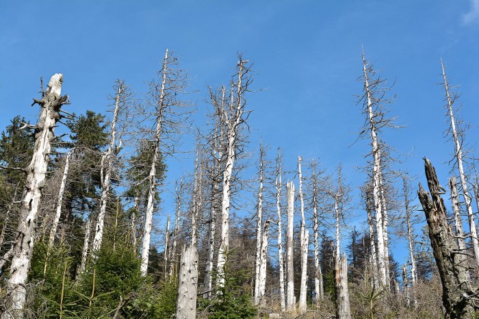 Waldschäden erkennen