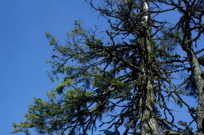 Waldschäden erkennen