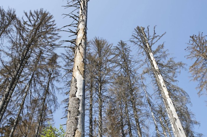 Waldschäden erkennen