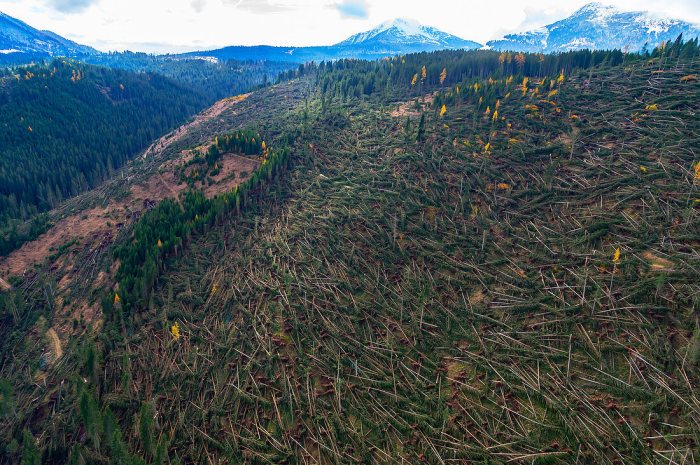 Waldschäden erkennen