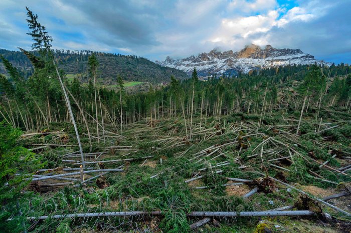 Waldschäden erkennen