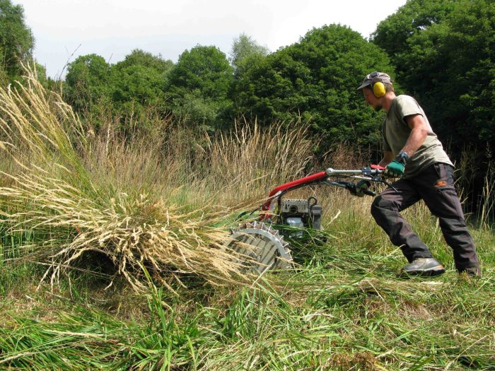 Waldbiotop pflegen