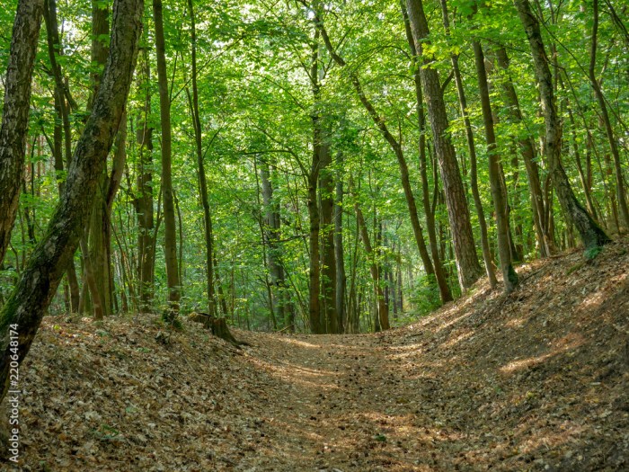 Waldspaziergang planen