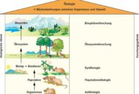 Flüsse in der Biologie: Definition und Bedeutung