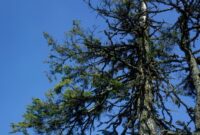 Waldschäden erkennen: Die Gesundheit unserer Wälder im Blick