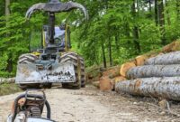 Waldverjüngung fördern: Nachhaltige Forstwirtschaft für die Zukunft