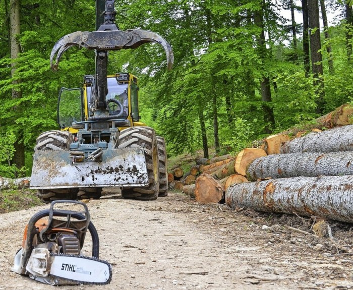 Waldverjüngung fördern