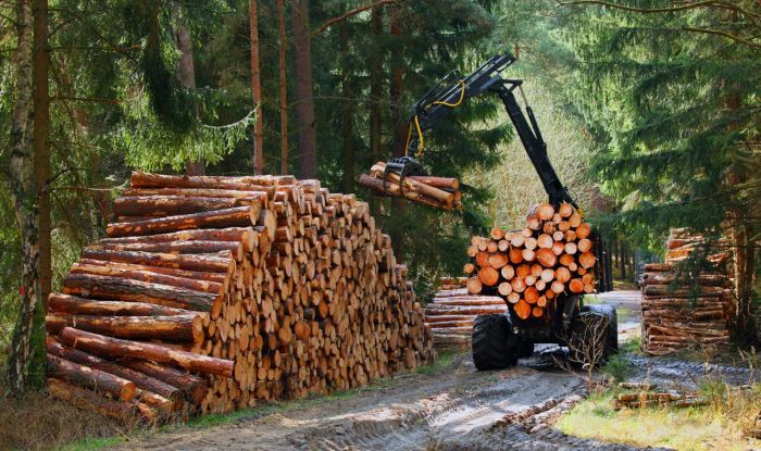 Waldwirtschaft nachhaltig betreiben