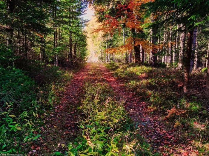 Waldspaziergang planen