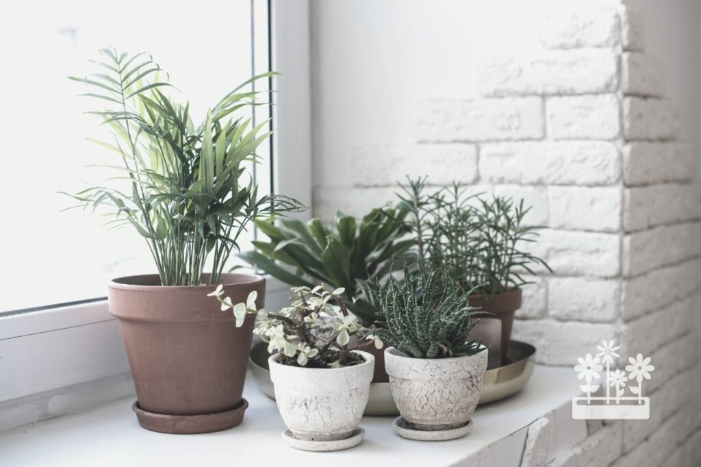 Houseplants winters caring