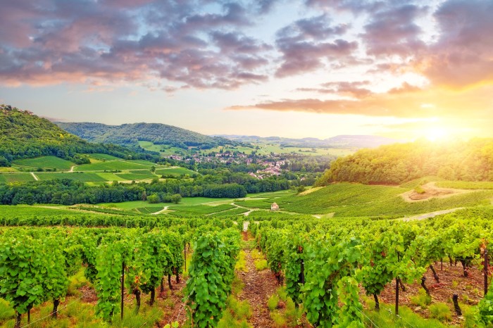 Frankreich weinberge vigne bourgogne vignobles burgunder herbstsaison automne autunno borgogna