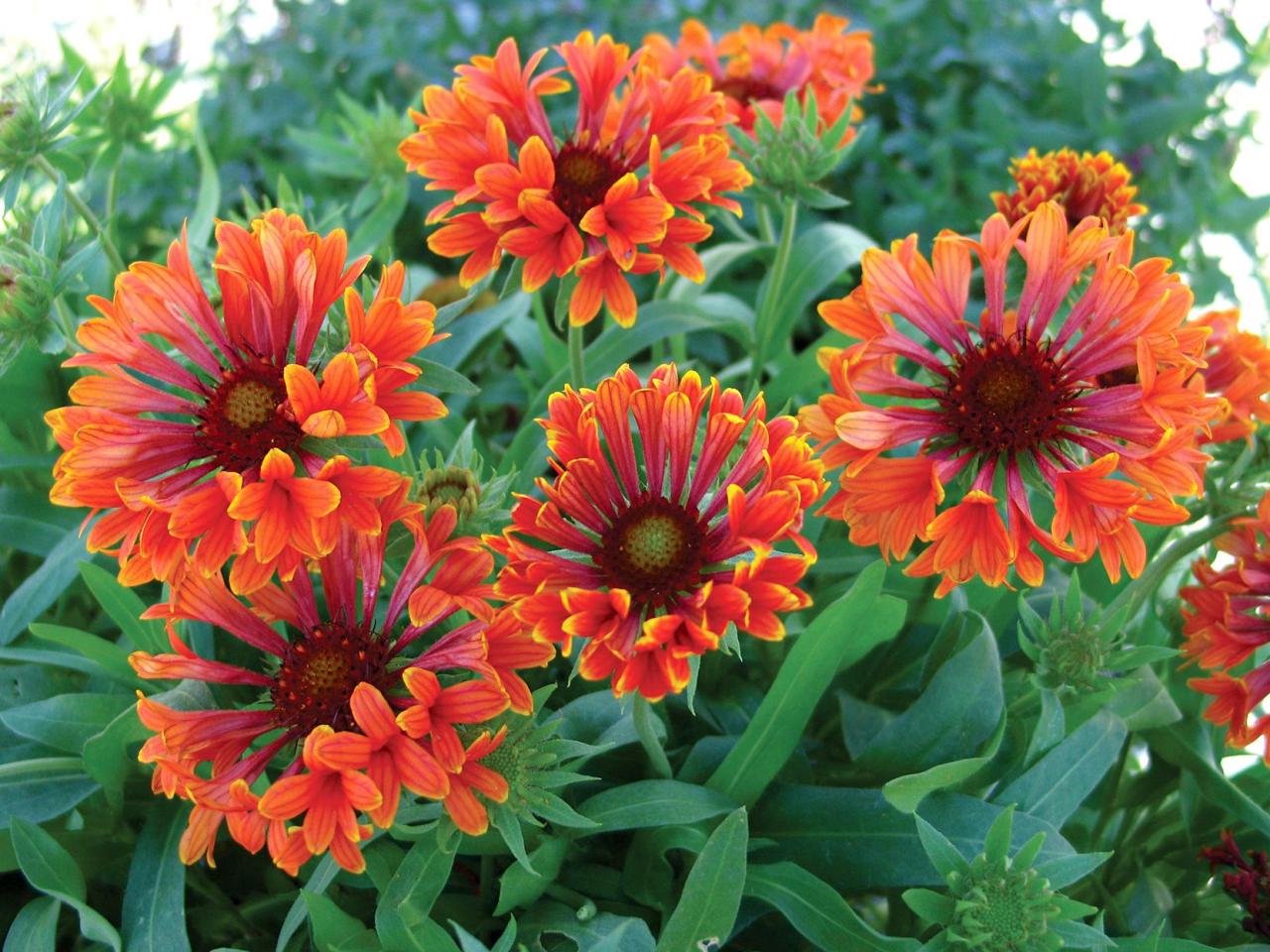 Summer celosia bloom annuals spicata long flowers garden sun full share natalielinda