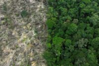 Waldfläche vergrößern: Maßnahmen, Vorteile und Herausforderungen