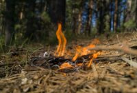 Waldbrandgefahr einschätzen: Risiken erkennen und vorbeugen