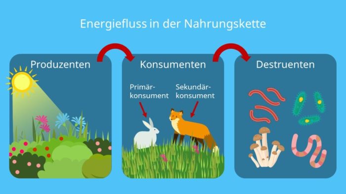 Was ist ein Fluss in der Biologie?