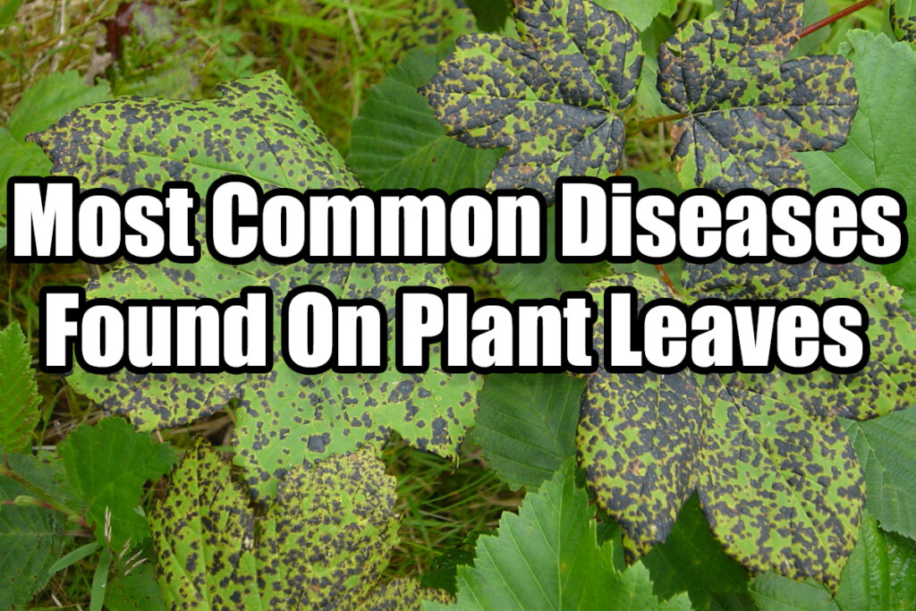 Plant disease diseases common vision computer detecting models medium naturallivingideas