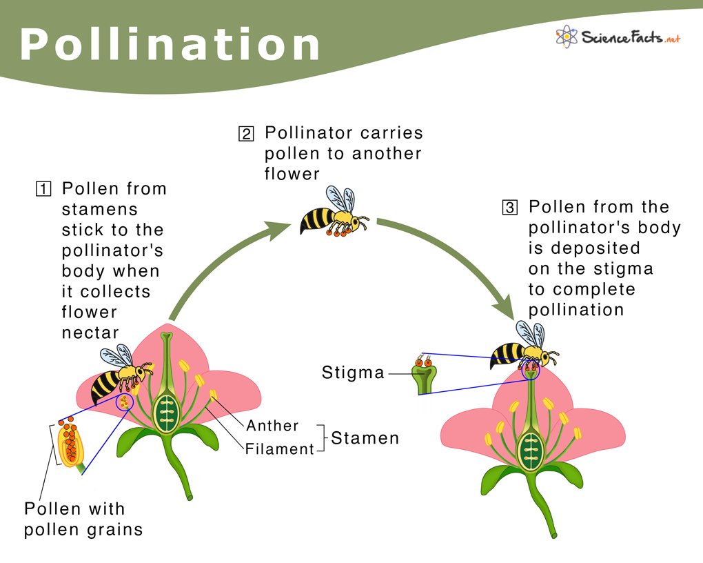 Plant pollination fertilization ways nutrition flower bee complexes support