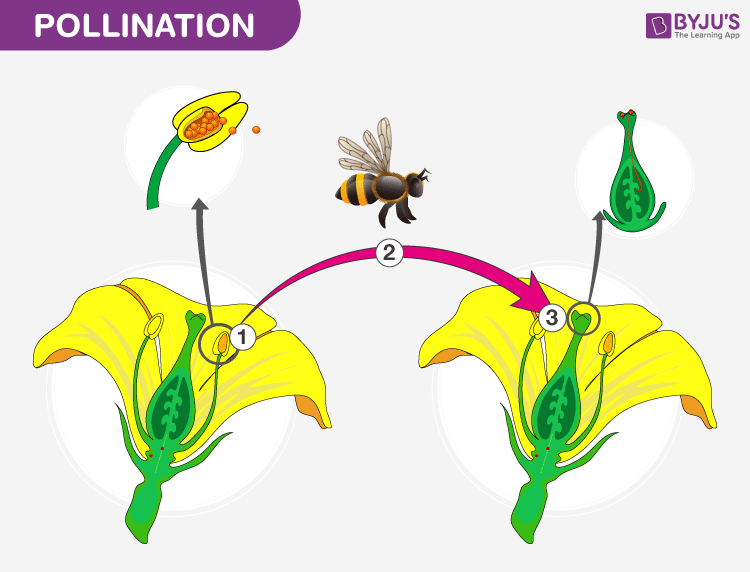 Gardening pollination