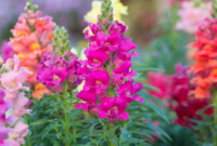 Welche Blütenpflanzen blühen im Sommer? Ein farbenfroher Blick in die Natur