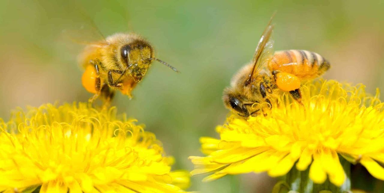 Pollination bees perfectbee