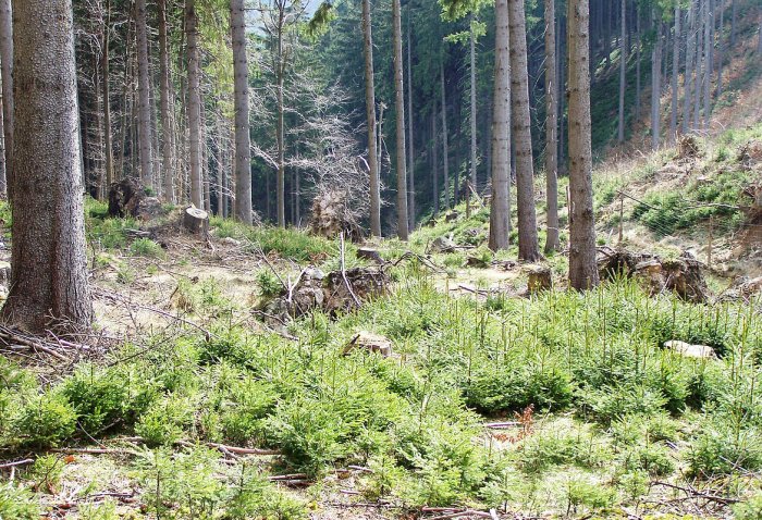 Waldverjüngung fördern