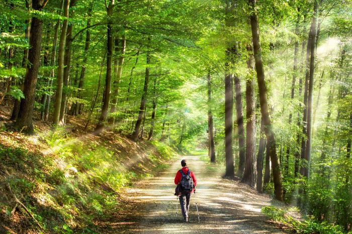 Waldspaziergang planen