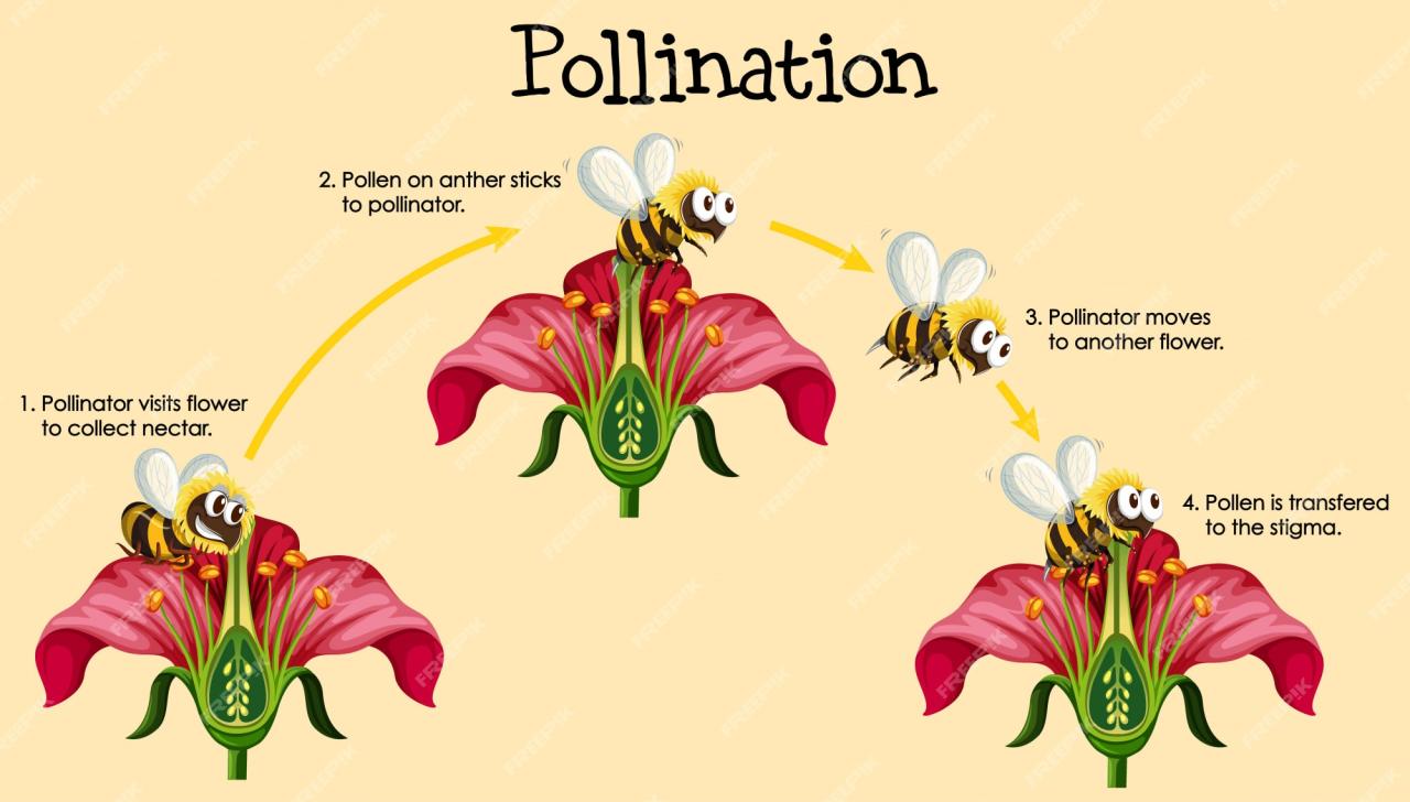 Polinizacion tipos pollination plants polinización