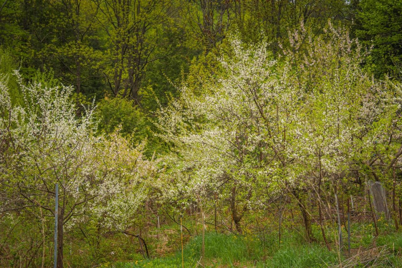 Pollination orchard maintaining dependent apples