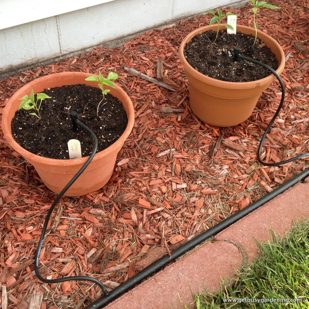 Gardening primrose