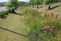 Bio-Garten mit Wildblumen Natur erleben und Artenvielfalt fördern