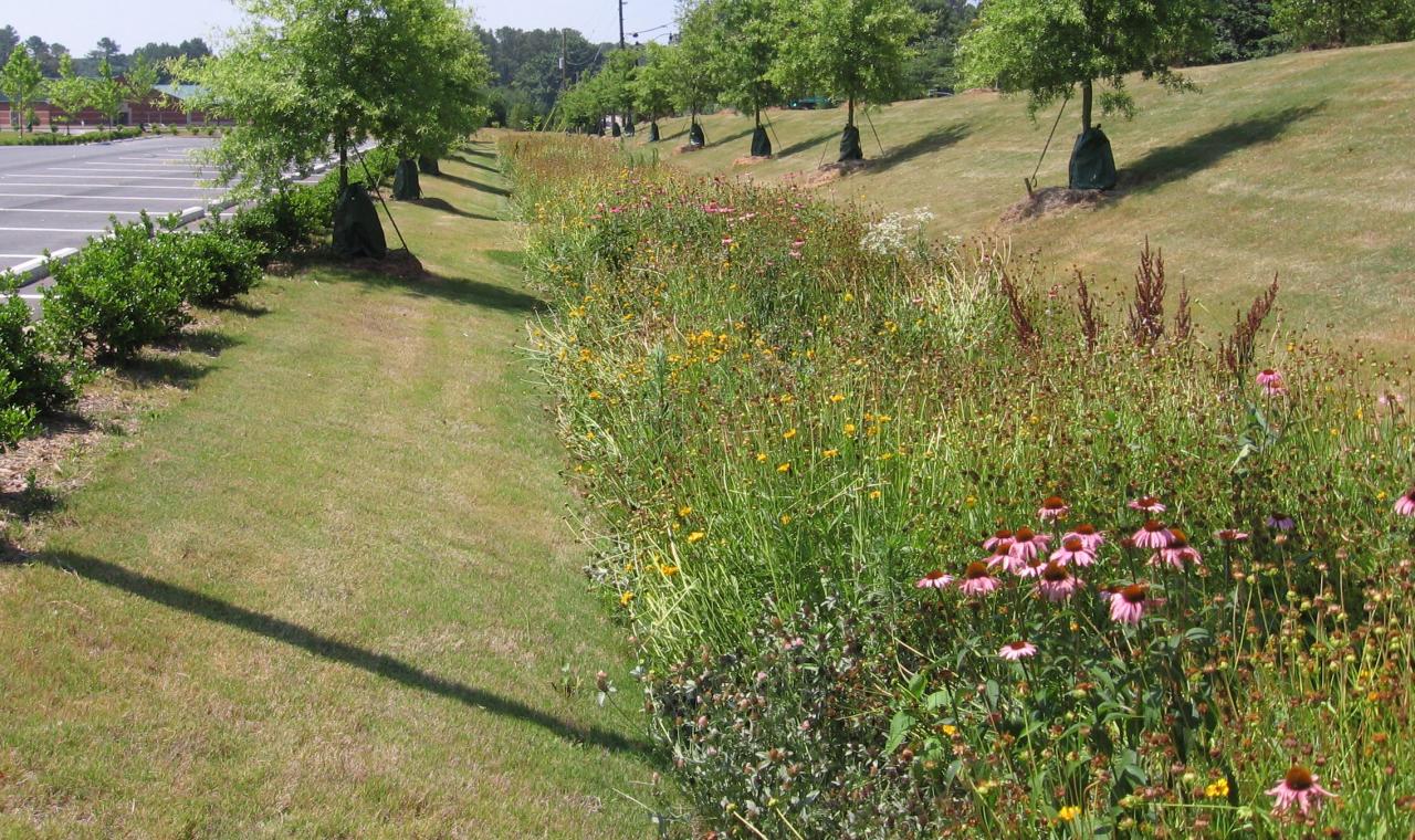 Bio-Garten mit Wildblumen Natur erleben und Artenvielfalt fördern