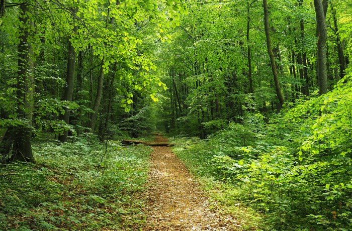 Waldspaziergang planen