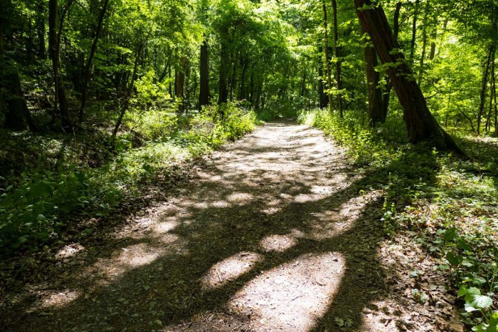 Waldspaziergang planen