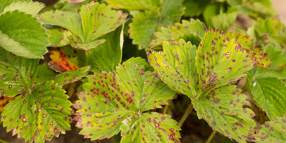 Shrubs powdery mildew oak treat wilt familyhandyman