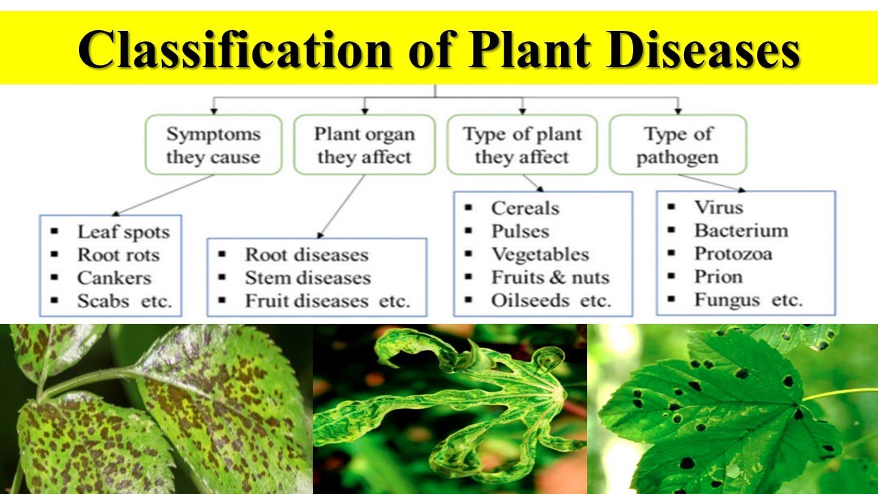 Plant diseases common disorders plants gardening clematis visit wilt