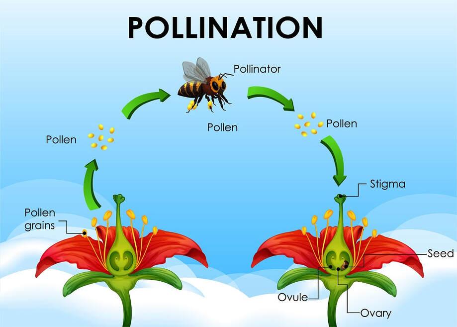 Welche Rolle spielt die Bestäubung für die Biodiversität?