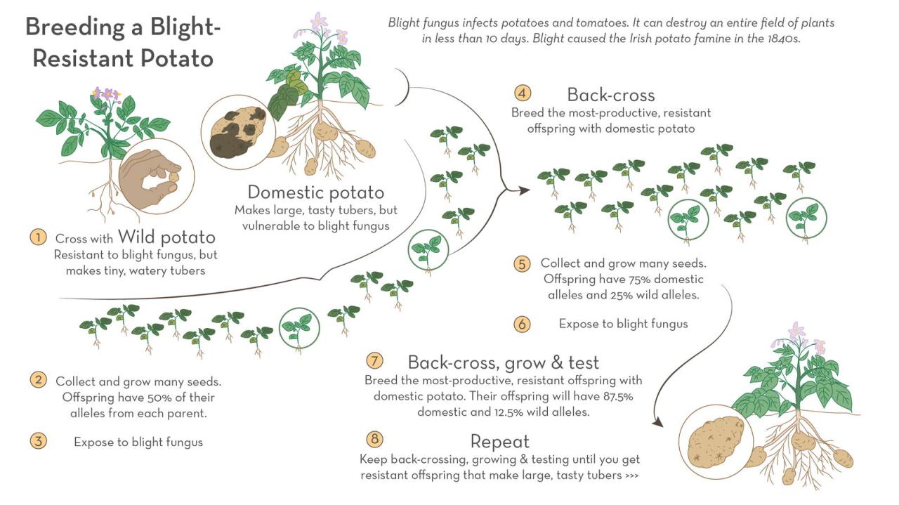 Breeding choices sustainable consequences