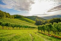 Berge in Frankreich: Ein Paradies für Weinliebhaber